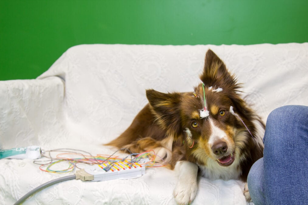 Zeila, a brown and white dog, lies on a sofa with EEG electrodes attached to her head.