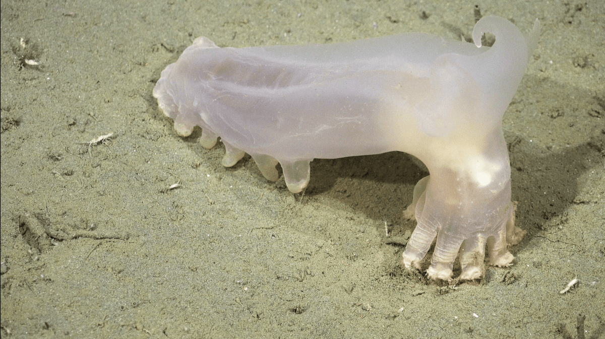 57 New Deep Sea Species Have Emerged From Submarine Canyon Expedition