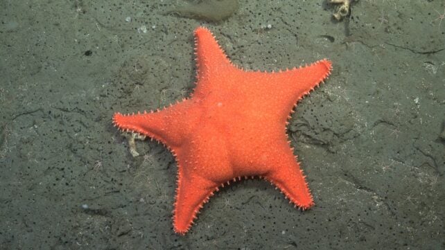 Viral Deep-Sea Expedition Found a Real-Life Patrick From SpongeBob, And 57 New Species