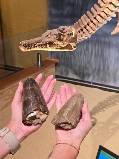 Scientists Have Found a Barrel-Shaped Squid-Like Creature From The Jurassic, 'One of The Chunkiest'