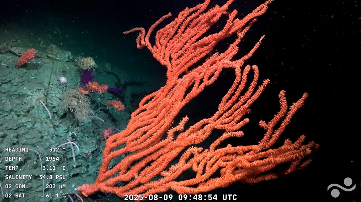 57 New Deep Sea Species Have Emerged From Submarine Canyon Expedition