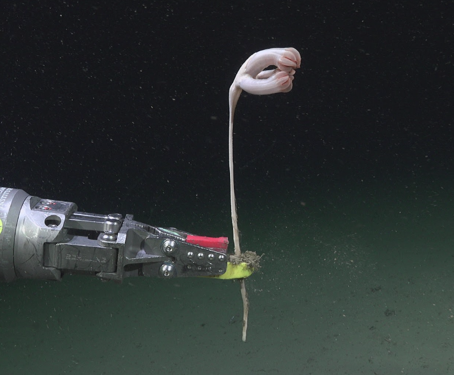 Viral Deep-Sea Expedition Found a Real-Life Patrick From SpongeBob, And 57 New Species