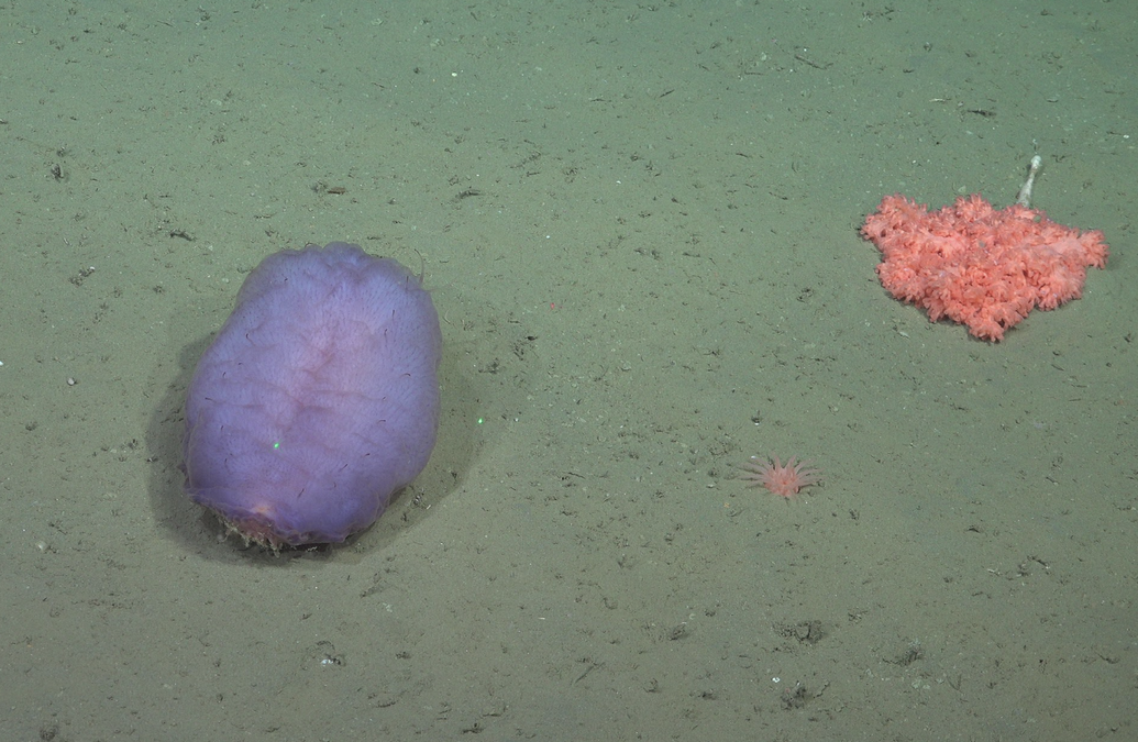 57 New Deep Sea Species Have Emerged From Submarine Canyon Expedition