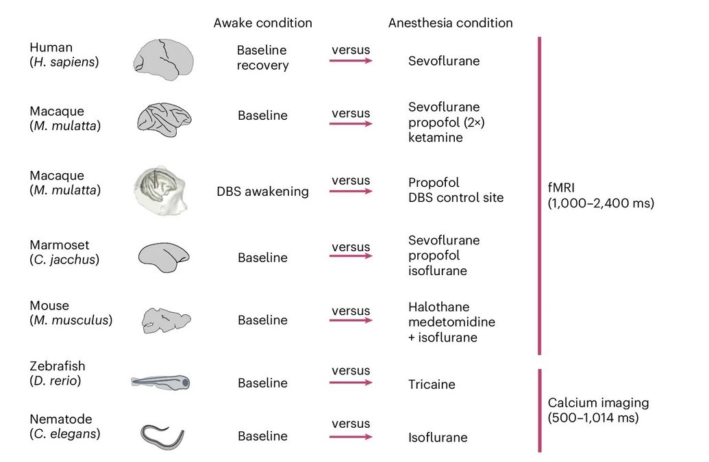 From Humans to Worms, Anesthesia Pushes Nervous Systems Into The Same Strange State