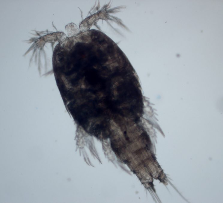 57 New Deep Sea Species Have Emerged From Submarine Canyon Expedition