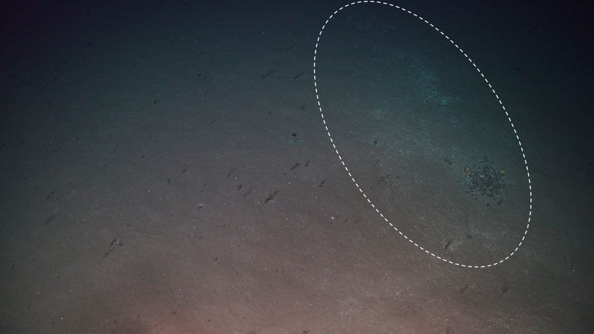 Scientists Investigated a Weird Patch on The Seafloor. They Unearthed a Watery Grave