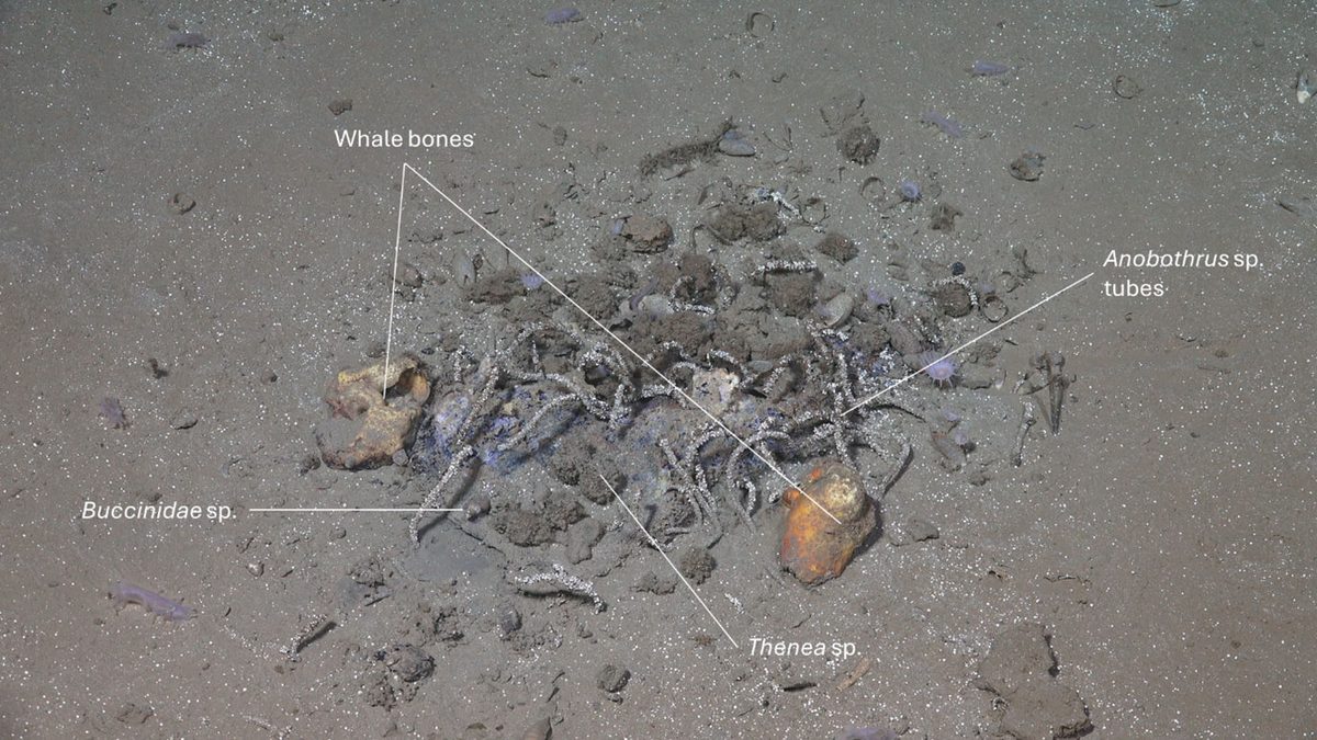 Scientists Investigated a Weird Patch on The Seafloor. They Unearthed a Watery Grave