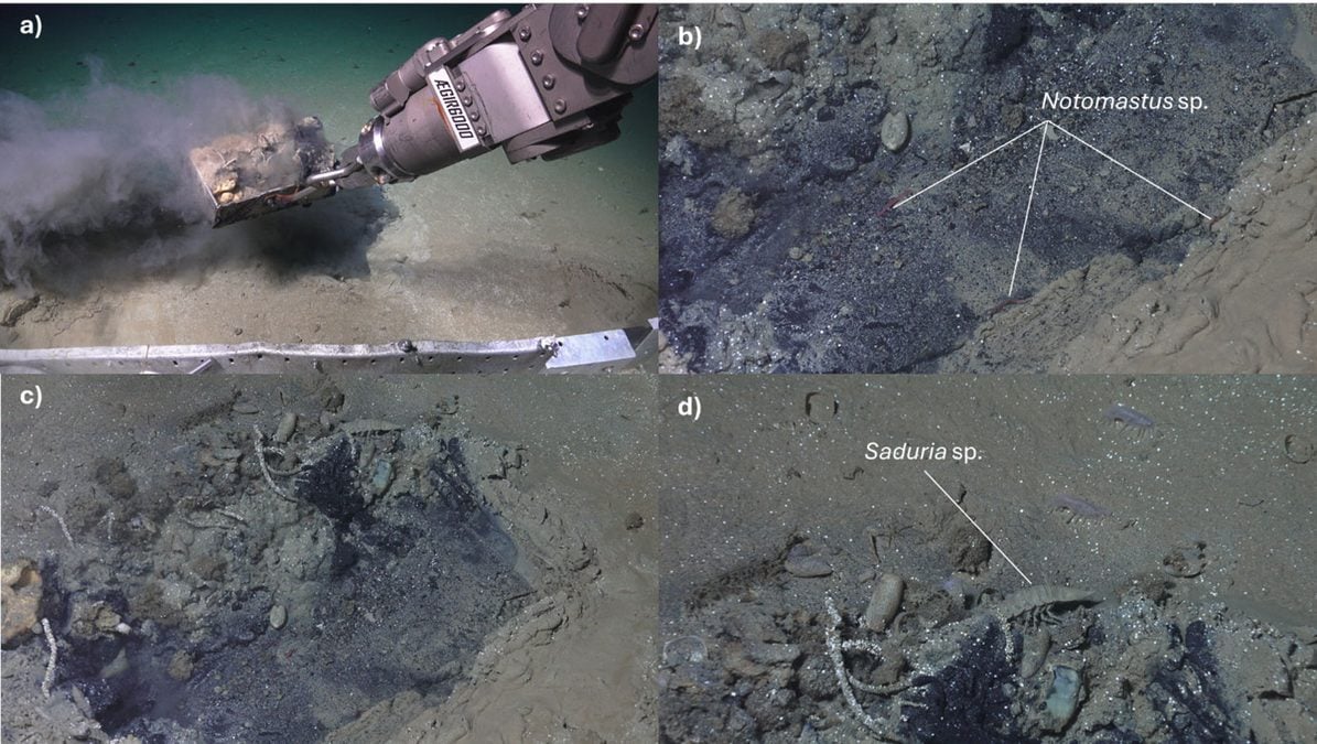 Scientists Investigated a Weird Patch on The Seafloor. It Was a Watery Grave