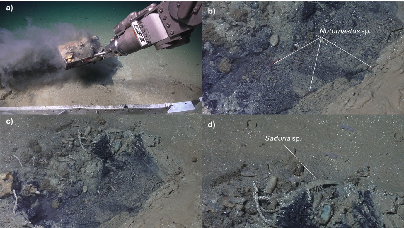 Scientists Dug Into a Weird Patch on The Seafloor. They Unearthed a Watery Grave
