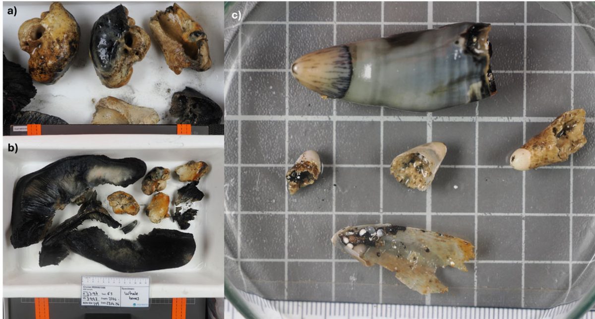 Scientists Investigated a Weird Patch on The Seafloor. They Unearthed a Watery Grave