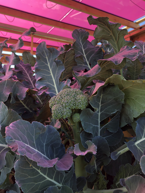 Rose-Tinted Solar Panels Can Co-Exist Over Crops, Study Shows