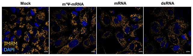 mRNA results