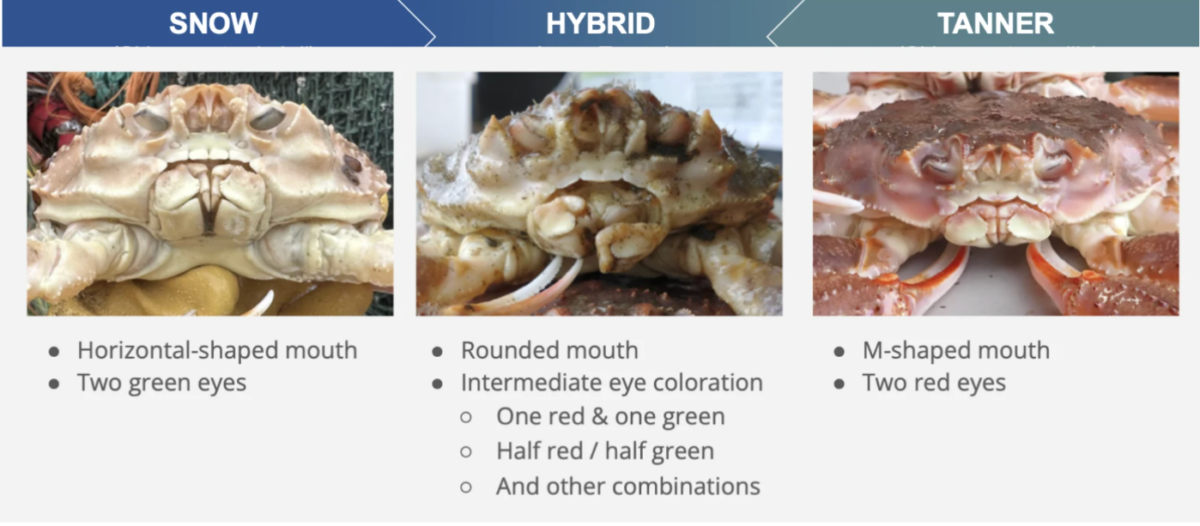 In 2025, Trawlers Suddenly Started Pulling Up Rare Hybrid Crabs in Record Numbers in The Bering Sea. Now We Know Why
