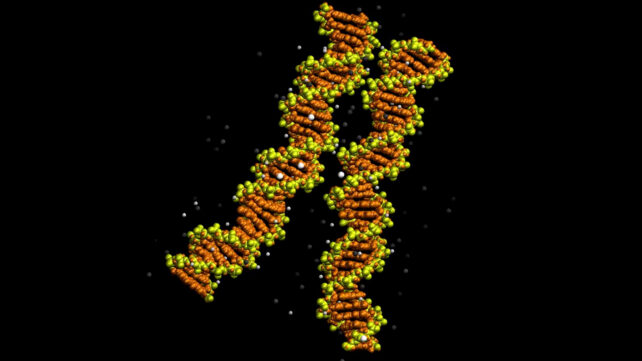 First Images of DNA 'Zipping' Together Confirm a 20-Year-Old Prediction