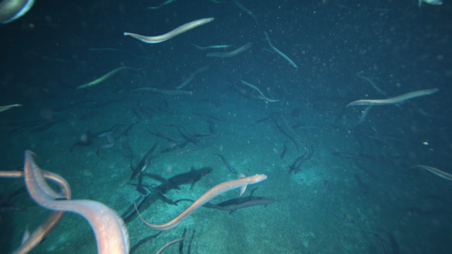 Millions of Mysterious Deep-Sea Eels Caught Gathering Off The Coast of Tasmania