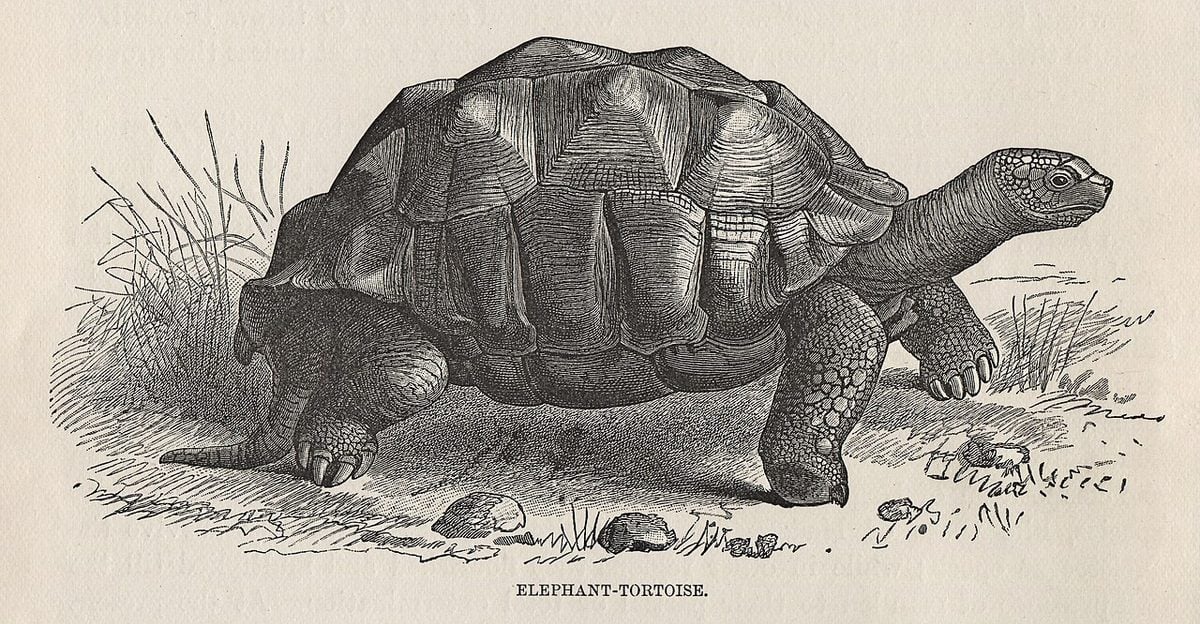 After Almost Going Extinct, Giant Tortoises Now Outnumber People in Seychelles