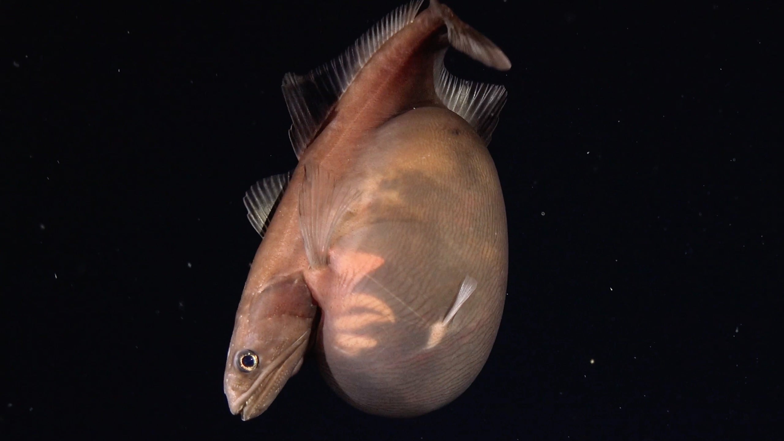 Photograph accompanying Deep-sea video shows a black swallower fish alive and gorged at 1,259 metres off Trinidad and Tobago