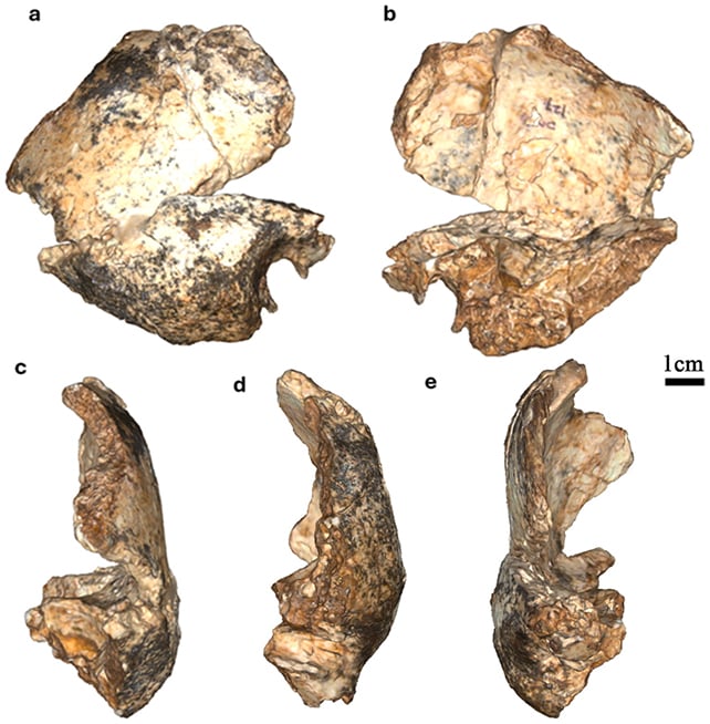 Drimolen fossils
