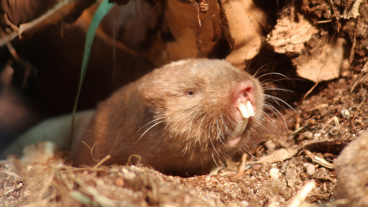 Mole Rats Get Stressed When Earth's Magnetic Field Vanishes, Study Suggests