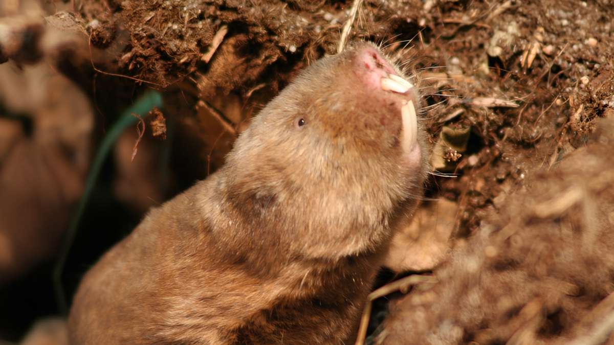 Les rats-taupes stressés par la disparition du champ magnétique terrestre