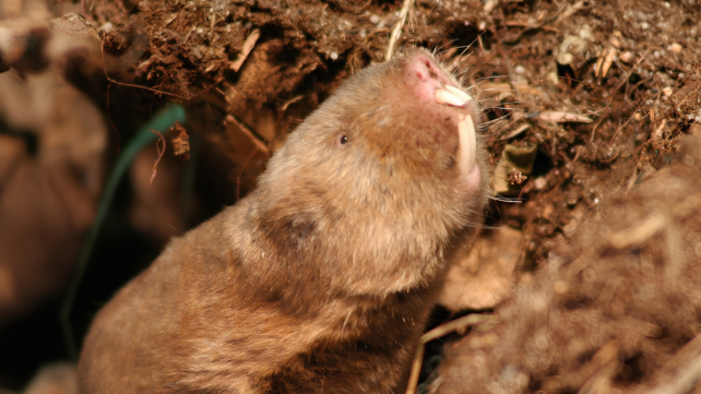 Mole Rats Get Stressed When Earth's Magnetic Field Vanishes, Study Suggests