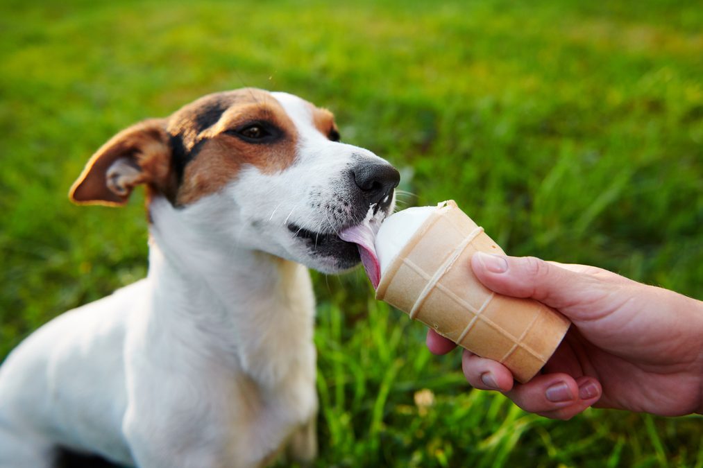 Your Dog's Mouth  May Be Crawling With Human-Associated Parasites