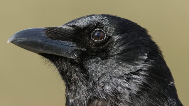 Two Crows Took a Classic Psychology Test. Their Decision-Making Skills Left Ours in The Dust.