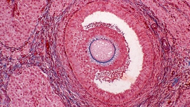 One Habit May Delay Ovarian Aging &ndash; And a Drug Could Mimic Its Effects
