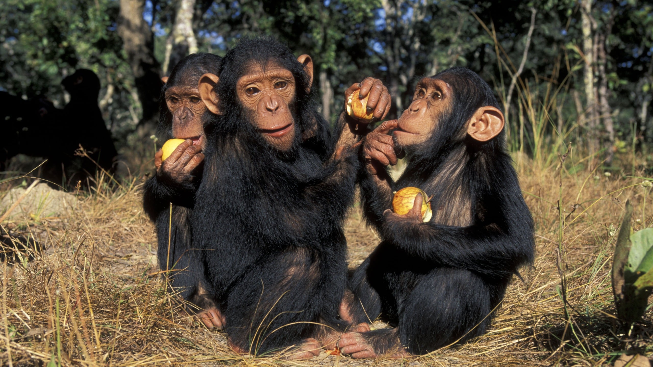 Tiny Genetic Tweak From An Ancient Virus Might've Prevented Chimpanzees From Developing Brains Like Ours