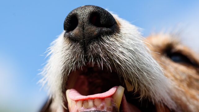 Dogs May Smell a Complete Stranger's Seizure Without Ever Being Trained, Study Finds