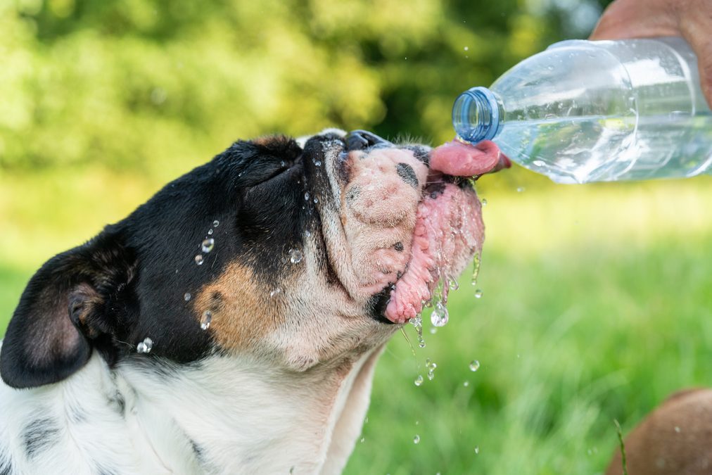 Your Dog's Mouth  May Be Crawling With Human-Associated Parasites