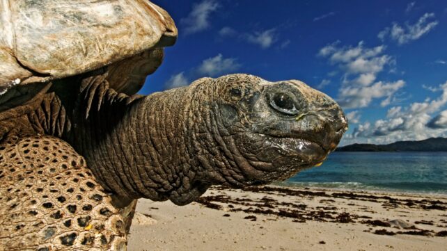After Almost Going Extinct, Giant Tortoises Now Outnumber People in The Seychelles