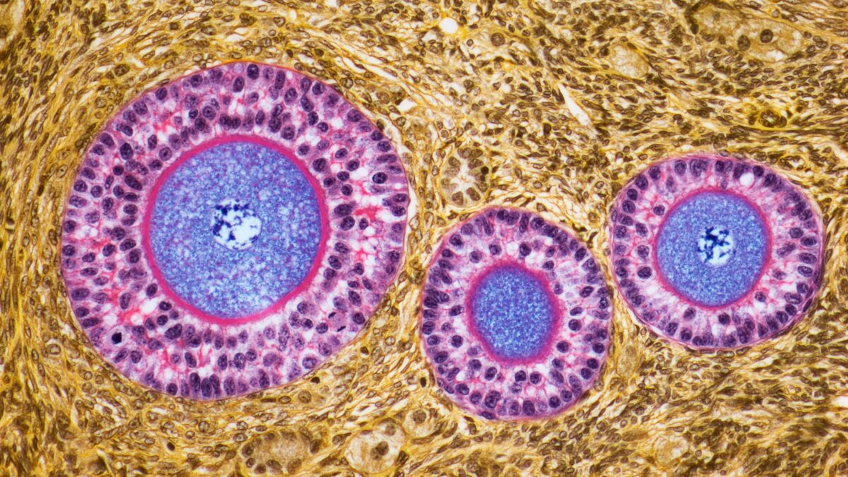 Ovaries Develop an Intriguing Second Role After Menopause