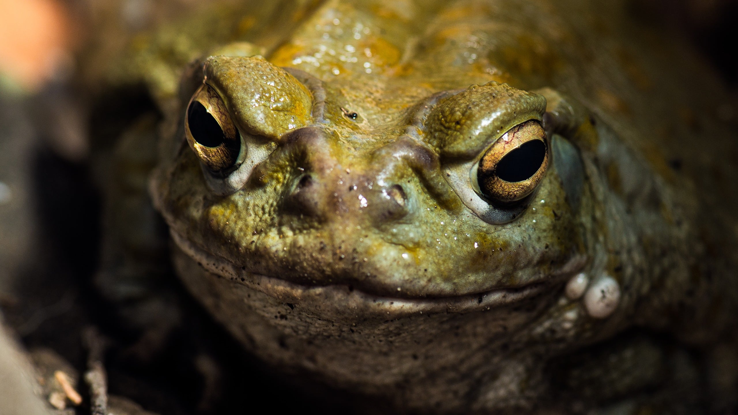 Scientists tested a toad venom psychedelic on treatment-resistant depression. Here's what happened