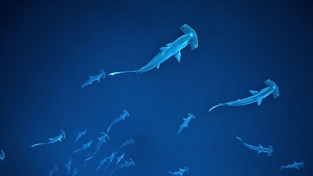 Dozens of Young Hammerhead Sharks Spotted Gathering Off Australian Beaches