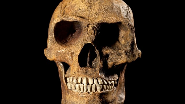 Homo erectus replica