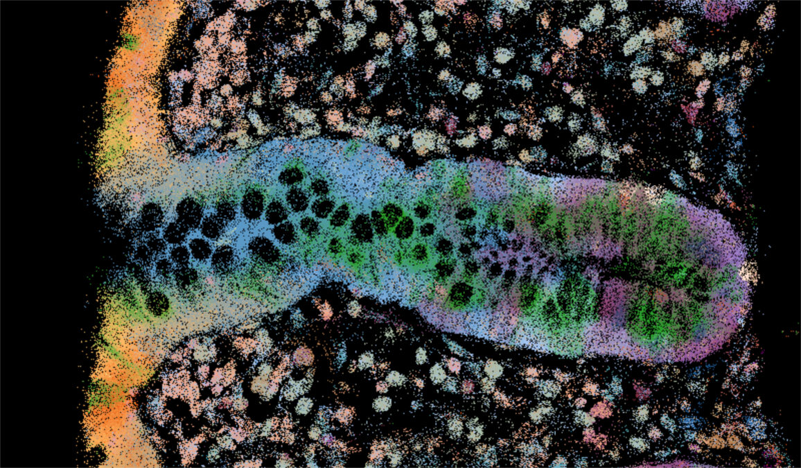 Multicolored dots map molecular signals across a section of intestinal tissue against a black background.