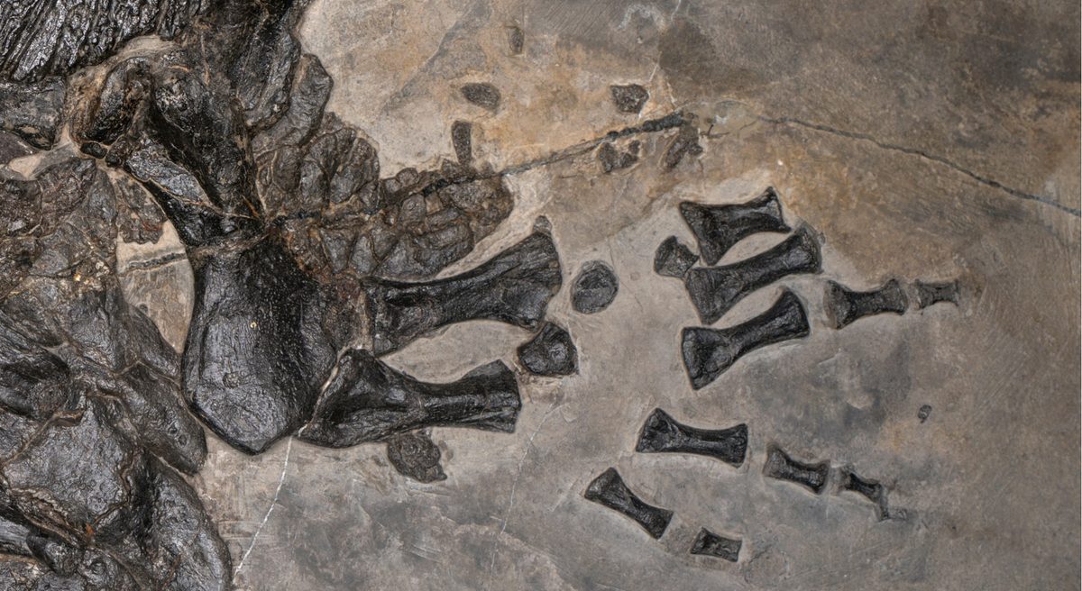 An Armored Amphibian That Lived Its Whole Life at Sea? It's a First