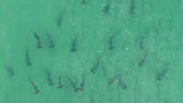 Swarms of Hammerhead Sharks Spotted Gathering Off The Coast of Australia