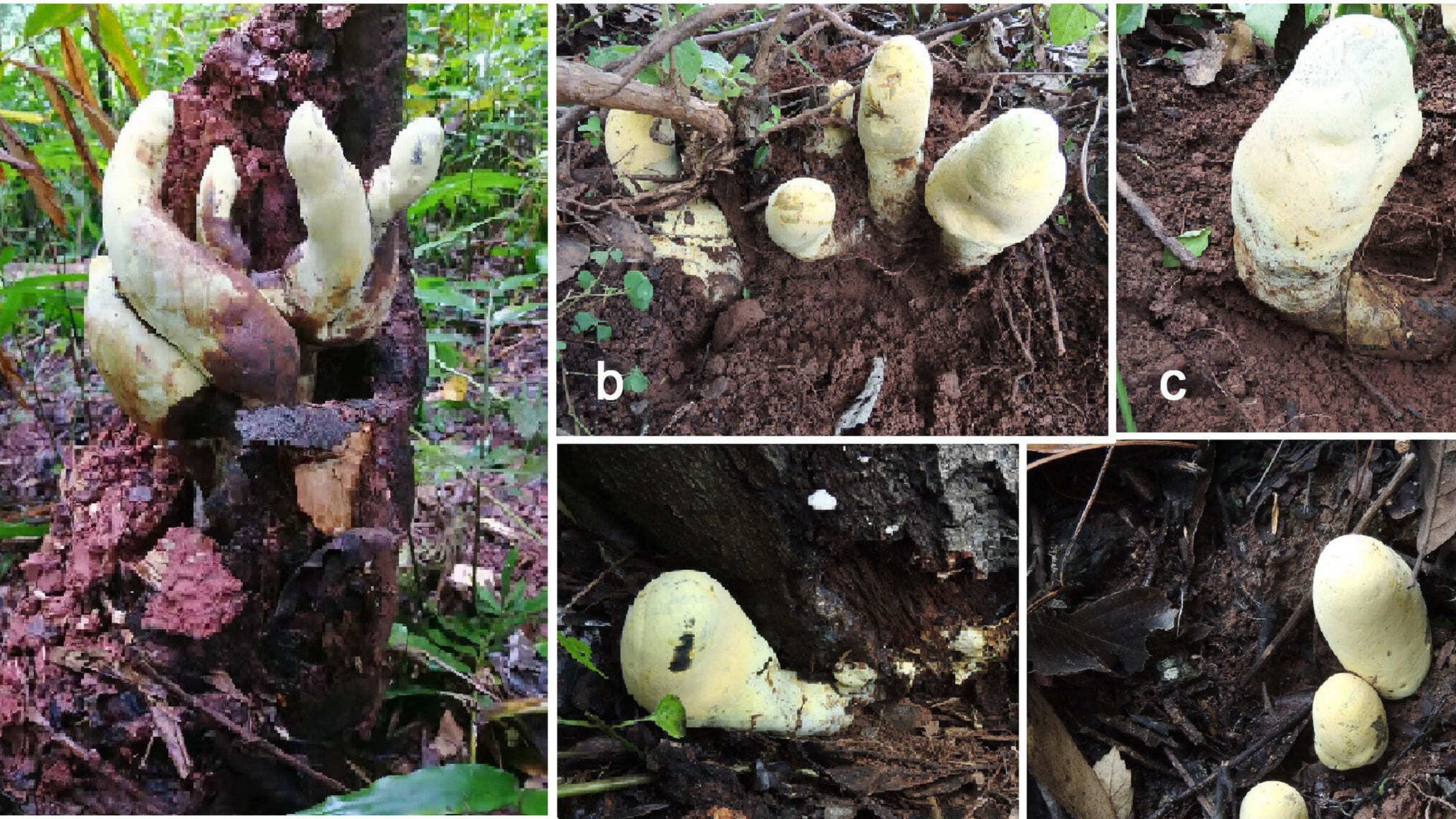 Scientists Uncover D. Rex: Gigantic New 'King' Fungus From China Traces Its Roots to 65 Million Years