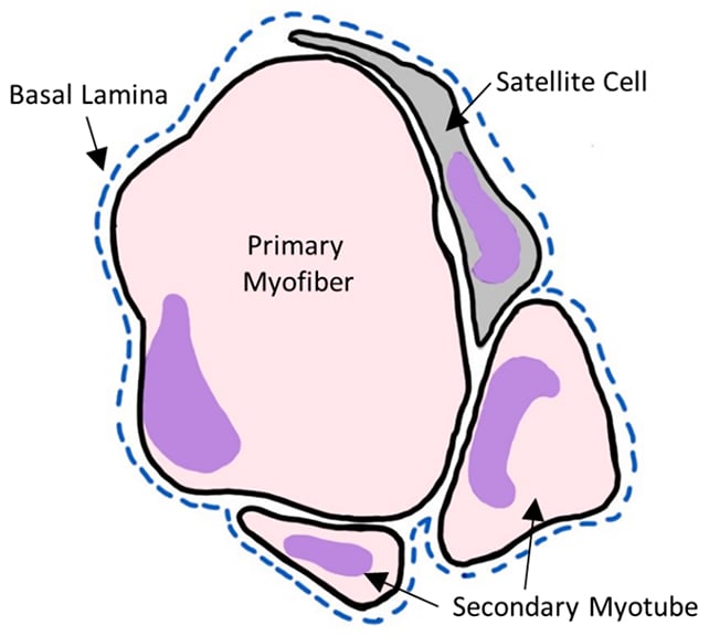Muscle repair diagram
