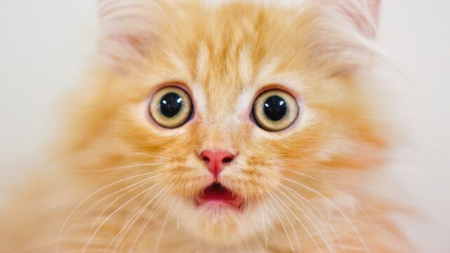 Secret of Orange Cats Finally Revealed After 60-Year Search