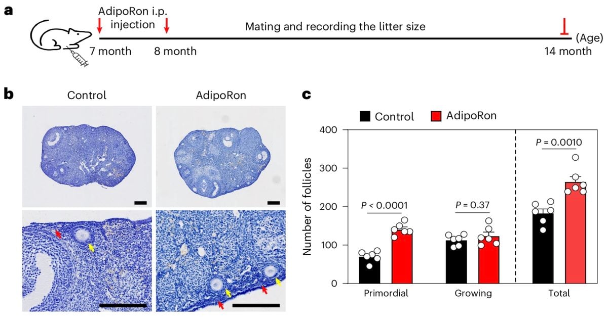Scientists Identify a Strategy That May Delay Ovarian Aging – And Everyone Has Access to It