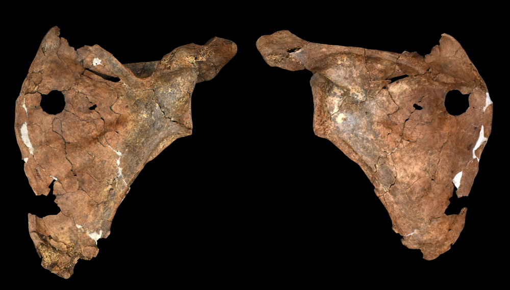 Ancient Hole in Neanderthal Shoulder Blade May Be The Oldest Spear Attack Ever Discovered