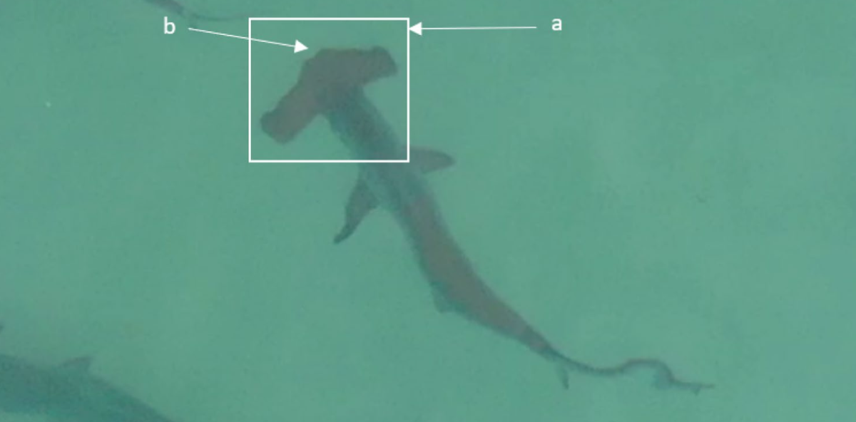 Dozens of Young Hammerhead Sharks Gather Off Australian Beaches