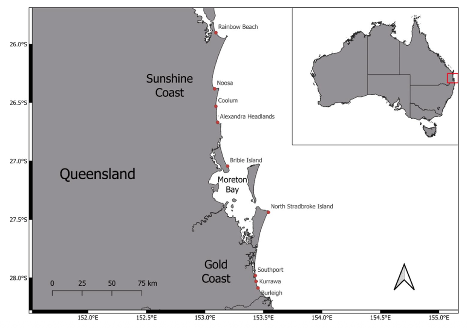 Dozens of Young Hammerhead Sharks Gather Off Australian Beaches