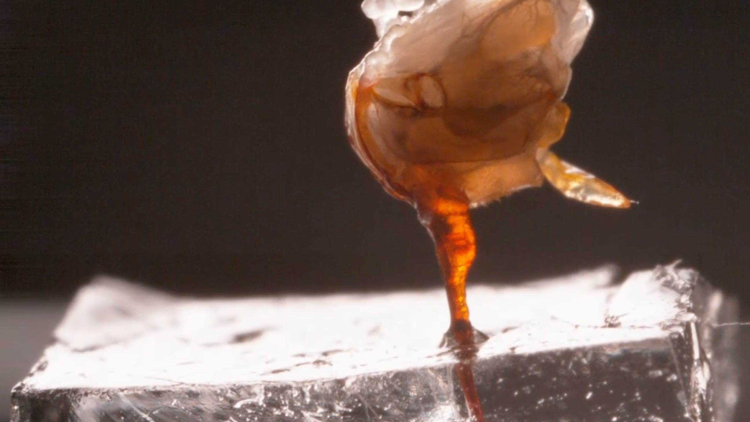 Incredibly Creepy Video Shows You a Bee Stinger Like You've Never Seen It Before