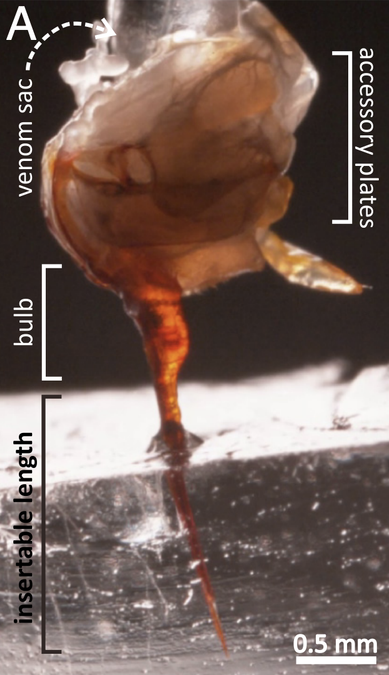 Incredibly Creepy Video Shows You a Bee Stinger Like You've Never Seen It Before