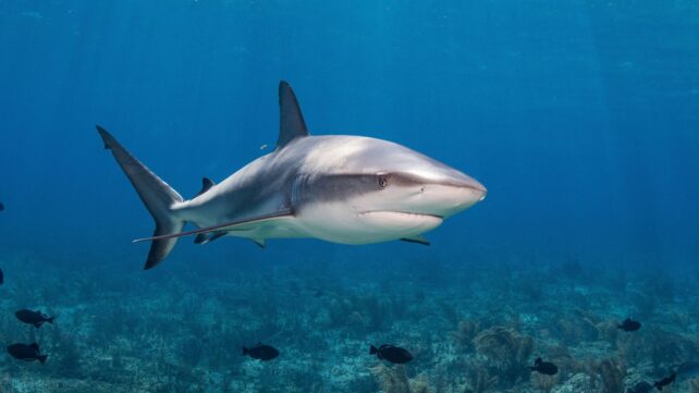It Turns Out, Sharks Can Hear Way Better Than We Thought