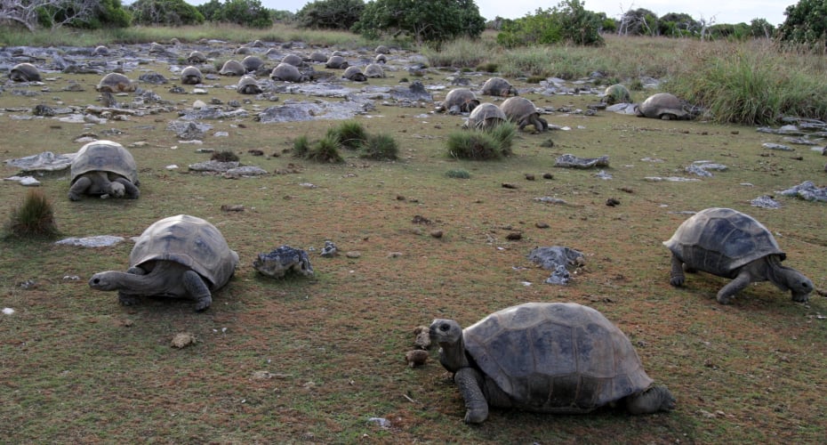 After Almost Going Extinct, Giant Tortoises Now Outnumber People in Seychelles